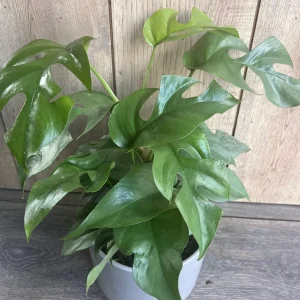 Rhaphidophora Tetrasperma Live Plant – Mini Monstera – 6 inch Pot – Indoor Vining Plant - Image 3