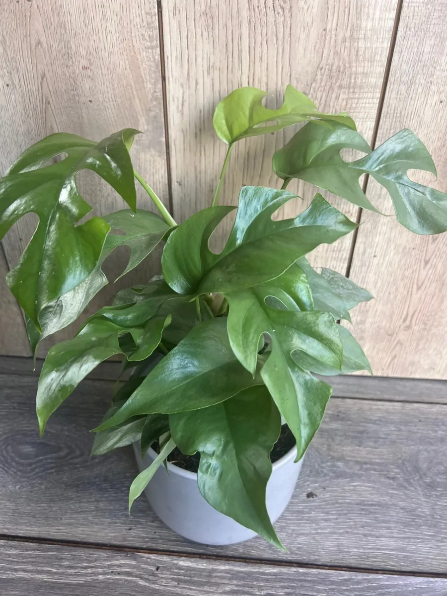 Rhaphidophora Tetrasperma Live Plant – Mini Monstera – 6 inch Pot – Indoor Vining Plant - Image 3