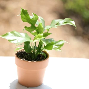 Rhaphidophora Tetrasperma Live Plant – Mini Monstera – 4 inch Nursery Pot – Indoor - Image 3