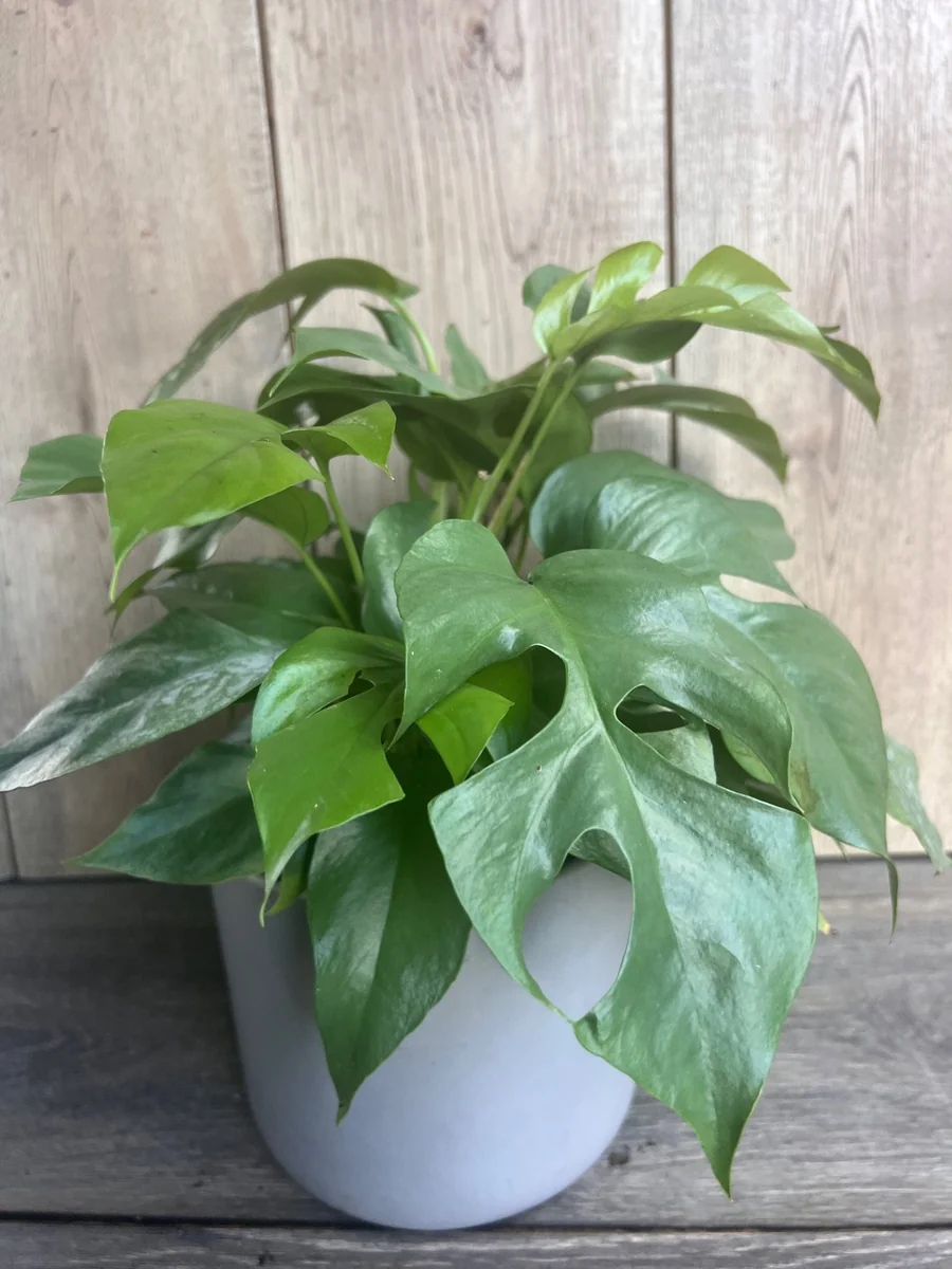 Rhaphidophora Tetrasperma Live Plant – Mini Monstera – 6 inch Pot – Indoor Vining Plant - Image 4