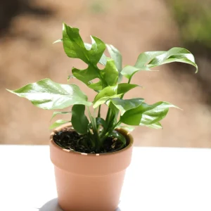 Rhaphidophora Tetrasperma Live Plant – Mini Monstera – 4 inch Nursery Pot – Indoor - Image 5
