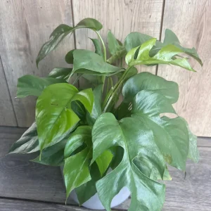 Rhaphidophora Tetrasperma Live Plant – Mini Monstera – 6 inch Pot – Indoor Vining Plant - Image 6