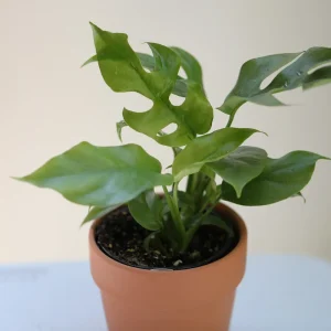 Rhaphidophora Tetrasperma Live Plant – Mini Monstera – 4 inch Nursery Pot – Indoor - Image 6
