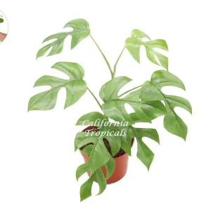 Rhaphidophora Tetrasperma Live Plant – Mini Monstera – 6 inch Pot – Indoor - Image 1
