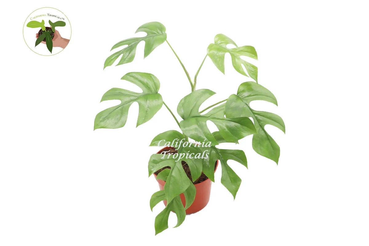 Rhaphidophora Tetrasperma Live Plant – Mini Monstera – 6 inch Pot – Indoor - Image 1