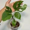 Rhaphidophora Tetrasperma Migma Variegated Live Plant - Rare Aroid Houseplant - Image 1