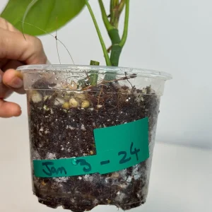 Rhaphidophora Tetrasperma Migma Variegated Live Plant - Rare Aroid Houseplant - Image 4