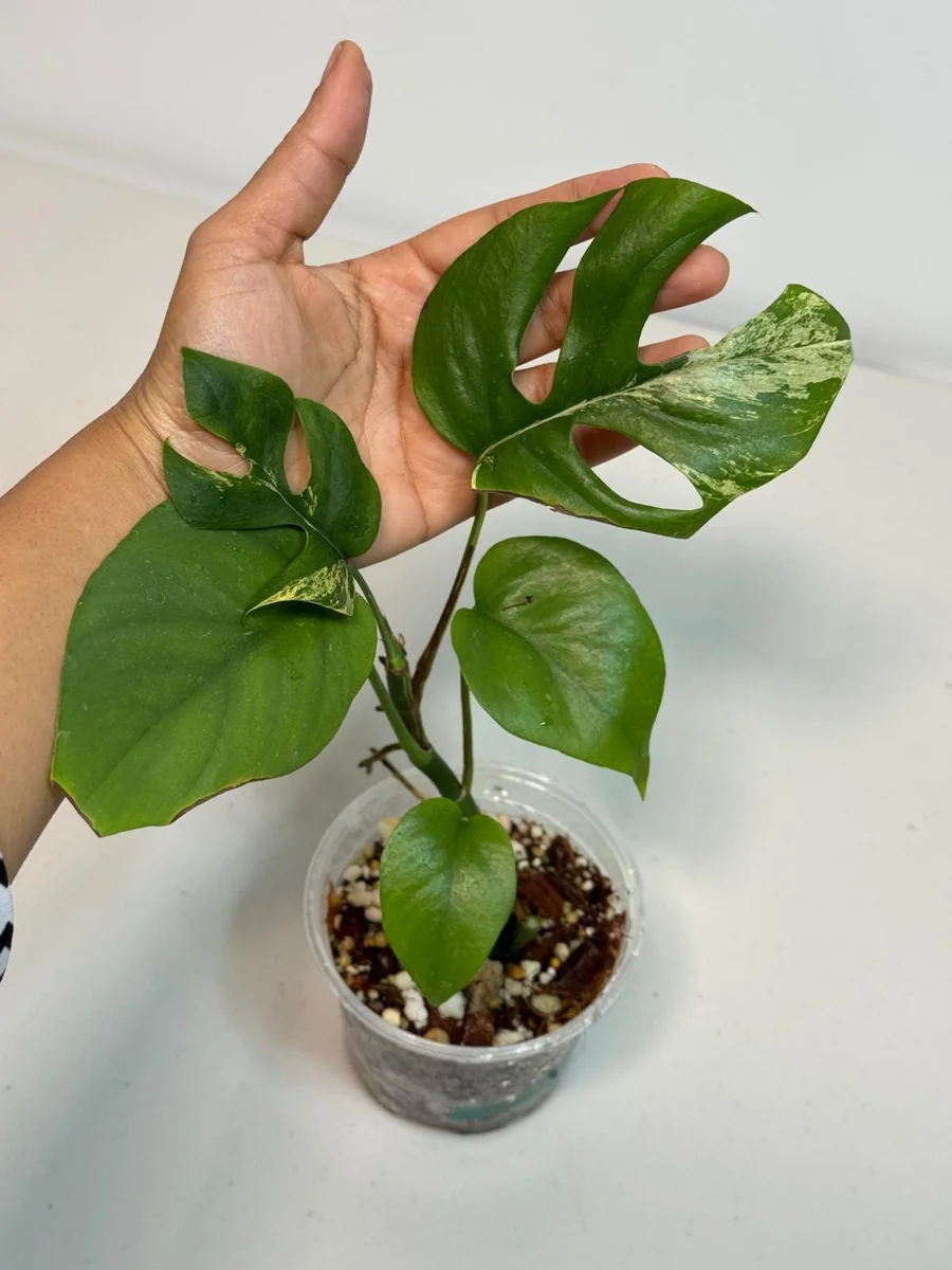 Rhaphidophora Tetrasperma Migma Variegated Live Plant - Rare Aroid Houseplant - Image 1