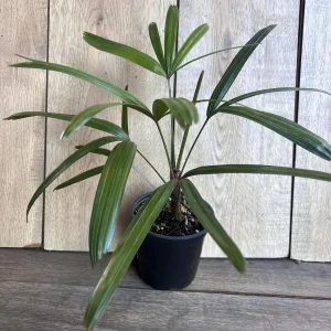 Rhapis Lady Palm Live Plant - 4 inch Pot, Air Purifying Indoor & Outdoor - Image 6