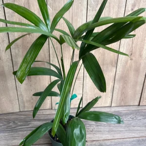 Rhapis Palm Live Plant, Lady Palm in 6 inch Pot, Air Purifying Indoor/Outdoor - Image 2
