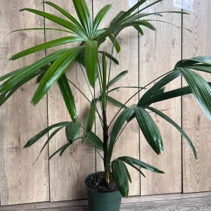 Rhapis Palm Live Plant, Lady Palm in 6 inch Pot, Air Purifying Indoor/Outdoor - Image 3