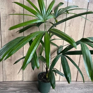 Rhapis Palm Live Plant, Lady Palm in 6 inch Pot, Air Purifying Indoor/Outdoor - Image 4
