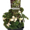 Rhinestone Begonia Live Plant - 2.5" Pot - Terrarium, Fairy Garden, Houseplant - Image 1