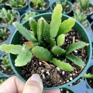 Rhipsalis Cereoides Cactus Live Plant - Trailing Succulent for Indoors - Image 3