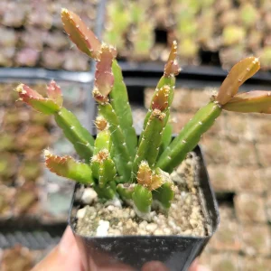 Rhipsalis Cereoides Cactus Live Plant - Trailing Succulent for Indoors - Image 1