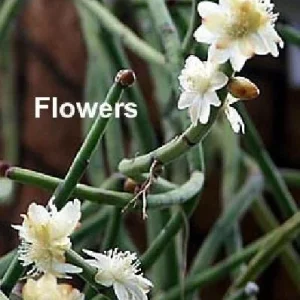 Rhipsalis Drunkard's Dream Cactus Live Plant – 2-Pack 2