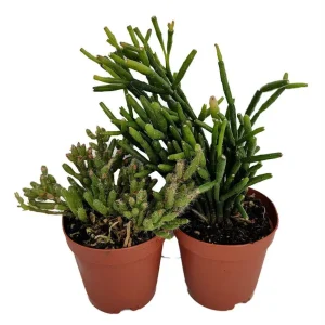 Rhipsalis Drunkard's Dream Cactus Live Plant – 2-Pack 2