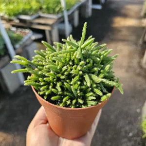Rhipsalis Prismatica Live Plant – Rare Tropical Cactus – 2in or 4in Pot, Rooted or Unrooted Cuttings - Image 1