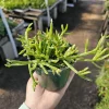 Rhipsalis Trigona Live Plant – Rare Tropical Cactus – 2in or 4in Pot – Indoor - Image 1