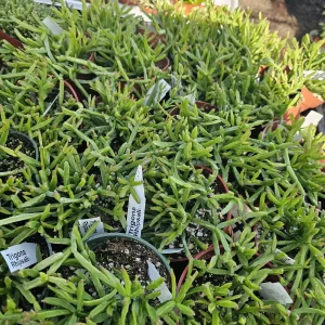 Rhipsalis Trigona Live Plant – Rare Tropical Cactus – 2in or 4in Pot – Indoor - Image 3