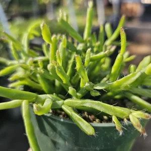 Rhipsalis Trigona Live Plant – Rare Tropical Cactus – 2in or 4in Pot – Indoor - Image 4