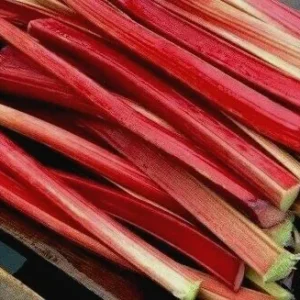 Rhubarb Seeds 100 Count - Organic Heirloom Vegetable Seeds for Large Red Stalks - Image 3
