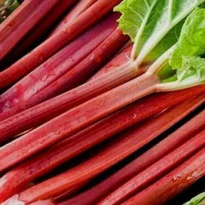 Rhubarb Seeds 100 Count - Organic Heirloom Vegetable Seeds for Large Red Stalks - Image 7