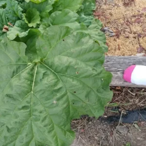 Rhubarb Seeds 100 Count - Organic Heirloom Vegetable Seeds for Large Red Stalks - Image 8