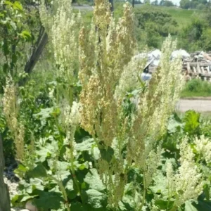 Rhubarb Seeds 100 Count - Organic Heirloom Vegetable Seeds for Large Red Stalks - Image 9