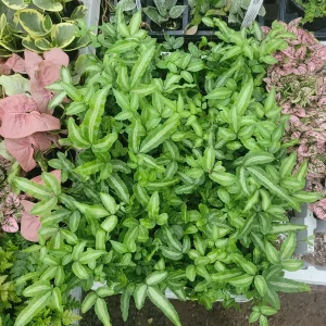 Ribbon Fern (Pteris cretica albolineata) Live Plant – 2in Pot – Indoor Foliage - Image 5