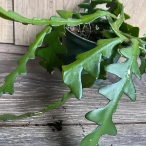 Ric Rac Cactus Live Plant - Epiphyllum Anguliger, Fishbone, Zigzag Cactus in 6 inch Pot - Image 2