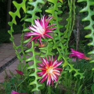 Ric Rac Cactus Live Plant - Epiphyllum Anguliger, Fishbone, Zigzag Cactus in 6 inch Pot - Image 1