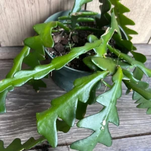 Ric Rac Cactus Live Plant - Epiphyllum Anguliger, Fishbone, Zigzag Cactus in 6 inch Pot - Image 5