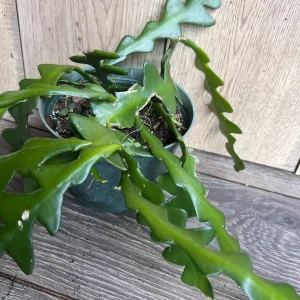 Ric Rac Cactus Live Plant - Epiphyllum Anguliger, Fishbone, Zigzag Cactus in 6 inch Pot - Image 6