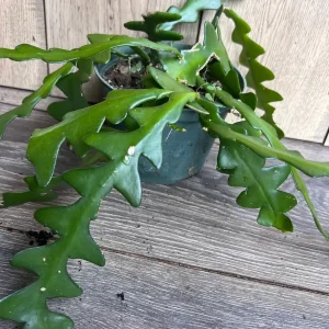 Ric Rac Cactus Live Plant - Epiphyllum Anguliger, Fishbone, Zigzag Cactus in 6 inch Pot - Image 7