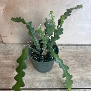 Ric Rac Cactus Live Plant - Epiphyllum Anguliger, Zig Zag Cactus in 4 inch Pot - Image 2
