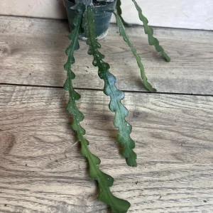 Ric Rac Cactus Live Plant - Epiphyllum Anguliger, Zig Zag Cactus in 4 inch Pot - Image 5