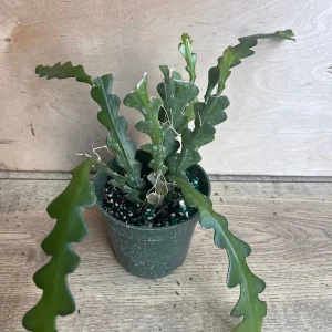 Ric Rac Cactus Live Plant - Epiphyllum Anguliger, Zig Zag Cactus in 4 inch Pot - Image 6