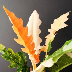 Ring of Fire Philodendron Live Plant – 4 inch Pot – Rare Indoor Houseplant - Image 4