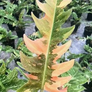 Ring of Fire Philodendron Live Plant – 4 inch Pot – Rare Indoor Houseplant - Image 5