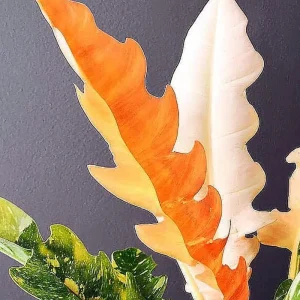 Ring of Fire Philodendron Live Plant – 4 inch Pot – Rare Indoor Houseplant - Image 6