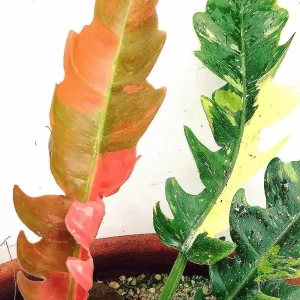 Ring of Fire Philodendron Live Plant – 4 inch Pot – Rare Indoor Houseplant - Image 7