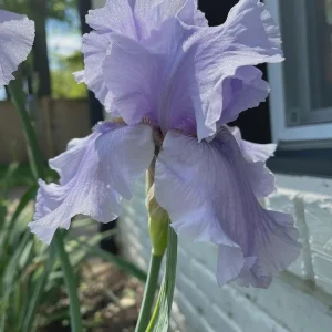 Rio Vista Iris Reblooming Bearded Iris Germanica Bareroot - Lavender Flowers, Zones 3-10 - Image 1