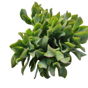 Ripple Jade Succulent Plant - Crassula undulatifolia Live Plant Indoor/Outdoor - Image 3