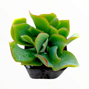 Ripple Jade Succulent Plant - Crassula undulatifolia Live Plant Indoor/Outdoor - Image 1