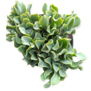 Ripple Jade Succulent Plant - Crassula undulatifolia Live Plant Indoor/Outdoor - Image 4