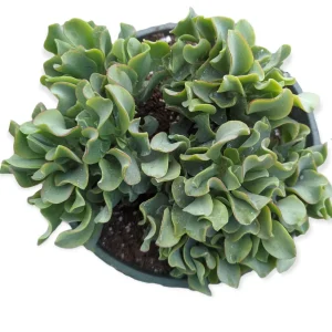Ripple Jade Succulent Plant - Crassula undulatifolia Live Plant Indoor/Outdoor - Image 6