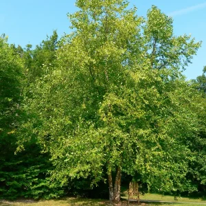 River Birch Bare-Root Tree 25 Per Bundle - Hardy Shade Tree - Image 1