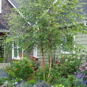 River Birch Live Plant – Quart Pot – Hardy Native Shade Tree – Betula nigra - Image 2