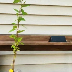 River Birch Live Plant – Quart Pot – Hardy Native Shade Tree – Betula nigra - Image 5